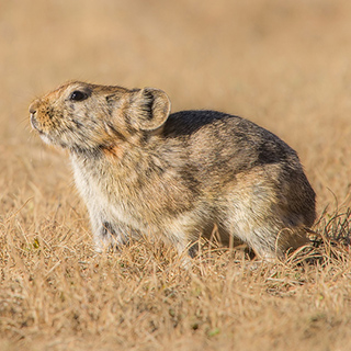 Gobi - Yolin Am - Pika